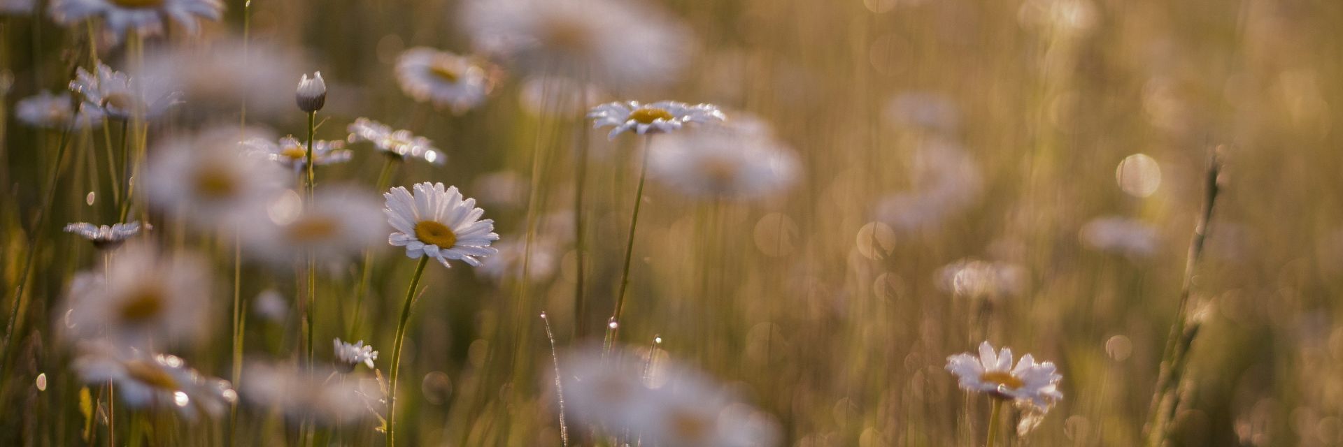 Blog Mooiste Stilte Retraites van Nederland (en daarbuiten) header