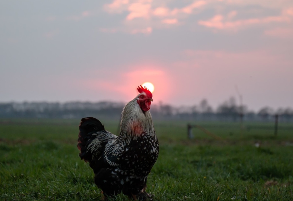 Natuur Retraite haan