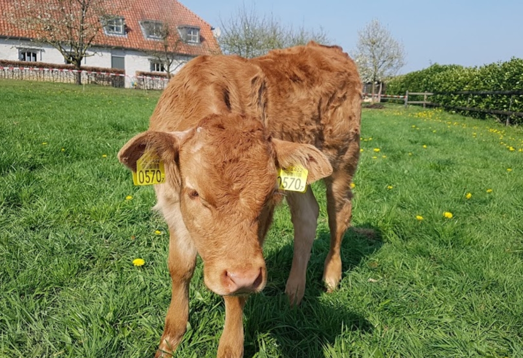 Natuur Retraite koe