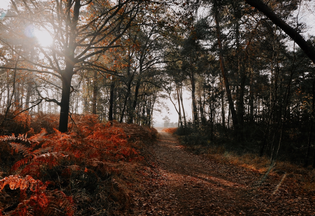 Natuur Retraite natuur