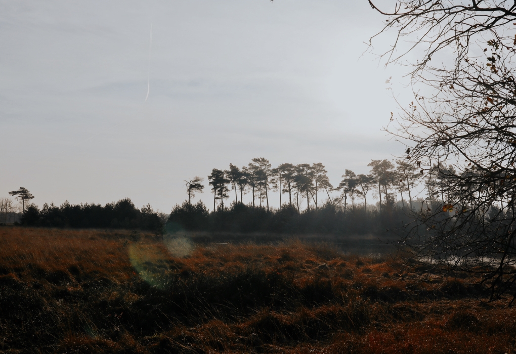 Natuur Retraite natuur2