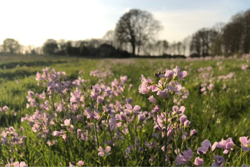 Stilte Retraite in een Tiny House bloemen