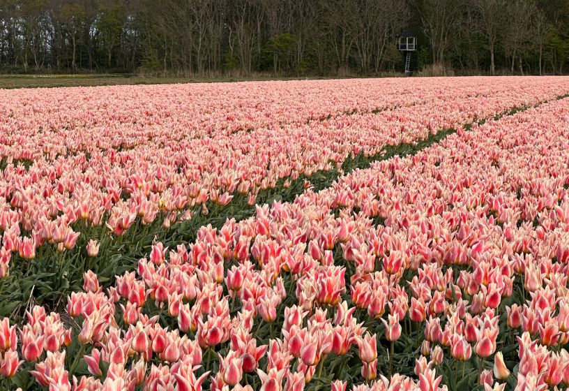 blauwdruk retraitetulpenveld