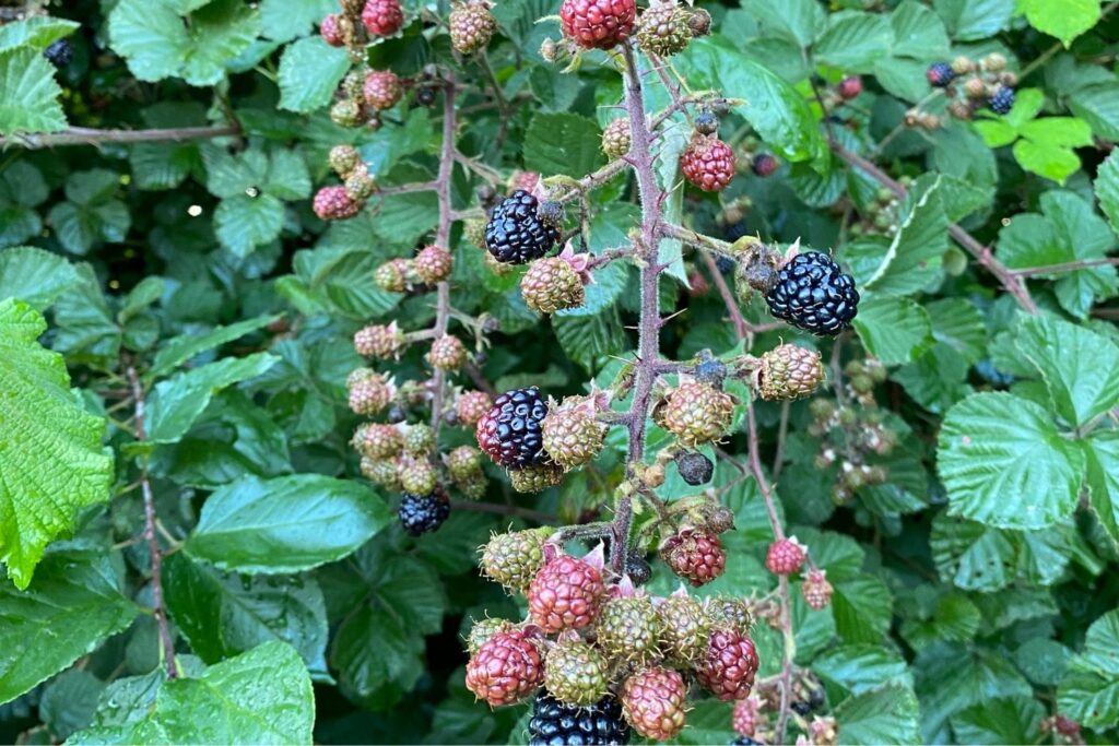 bos retraite fruit