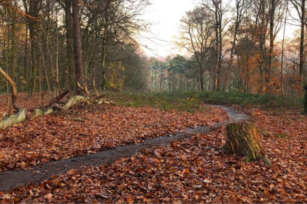 bos retraite herfst