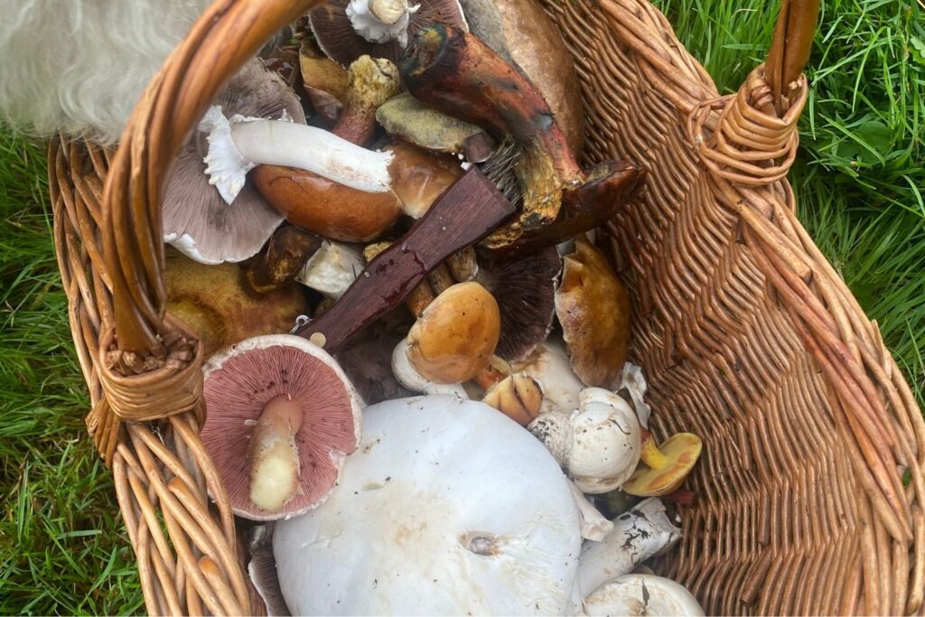bos retraite mand paddestoelen