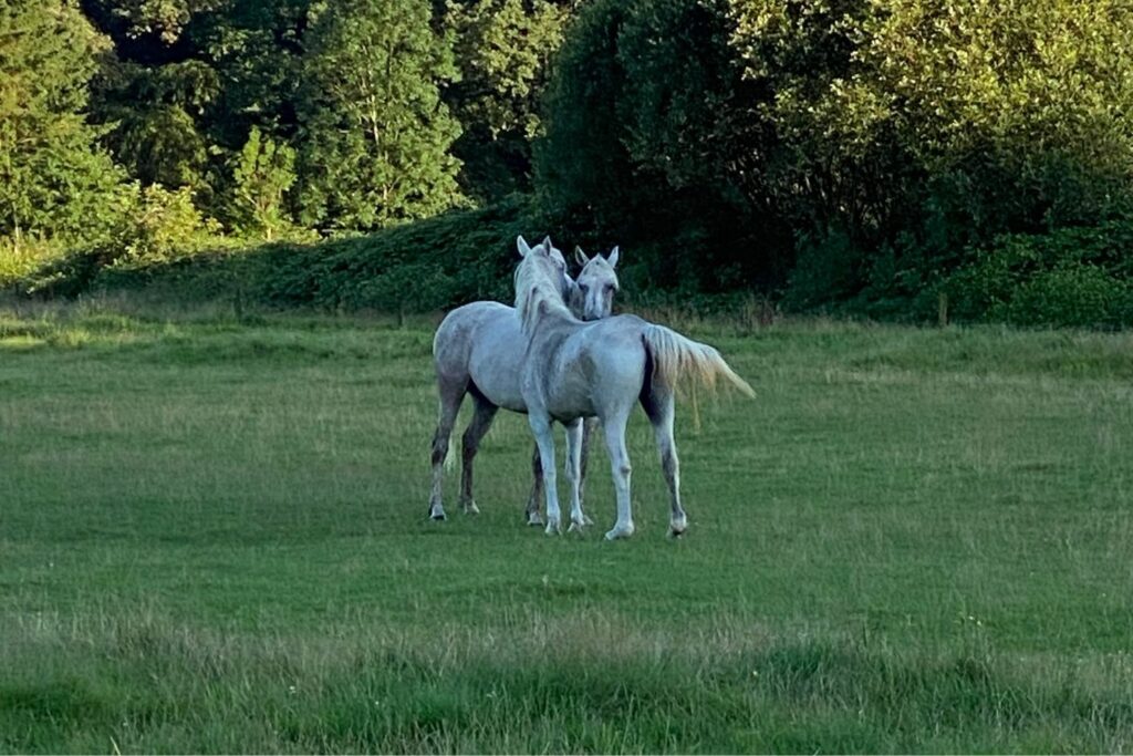 bos retraite paarden knuffel