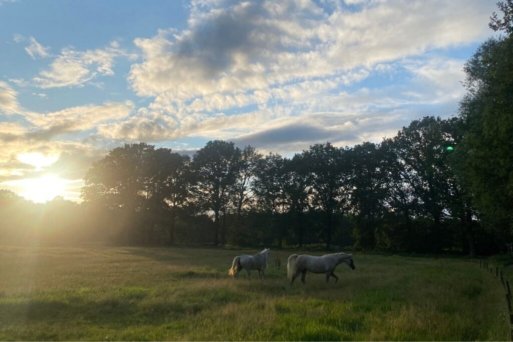 bos retraite paarden wei