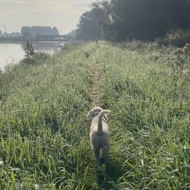 hond mee