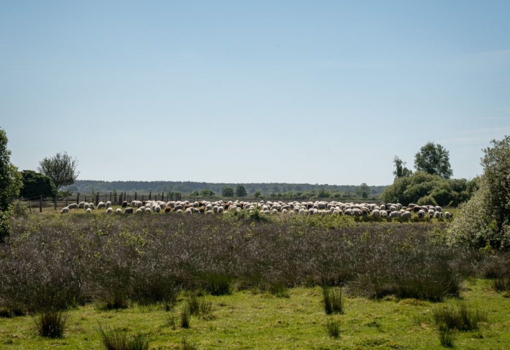 kompas retraite schapen