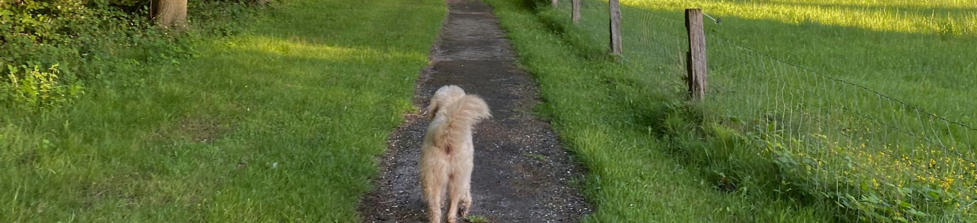 type retraite met hond banner