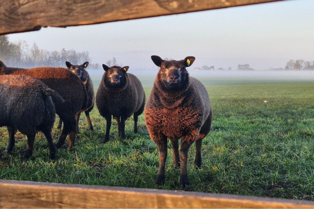 vuurstof retraite schapen